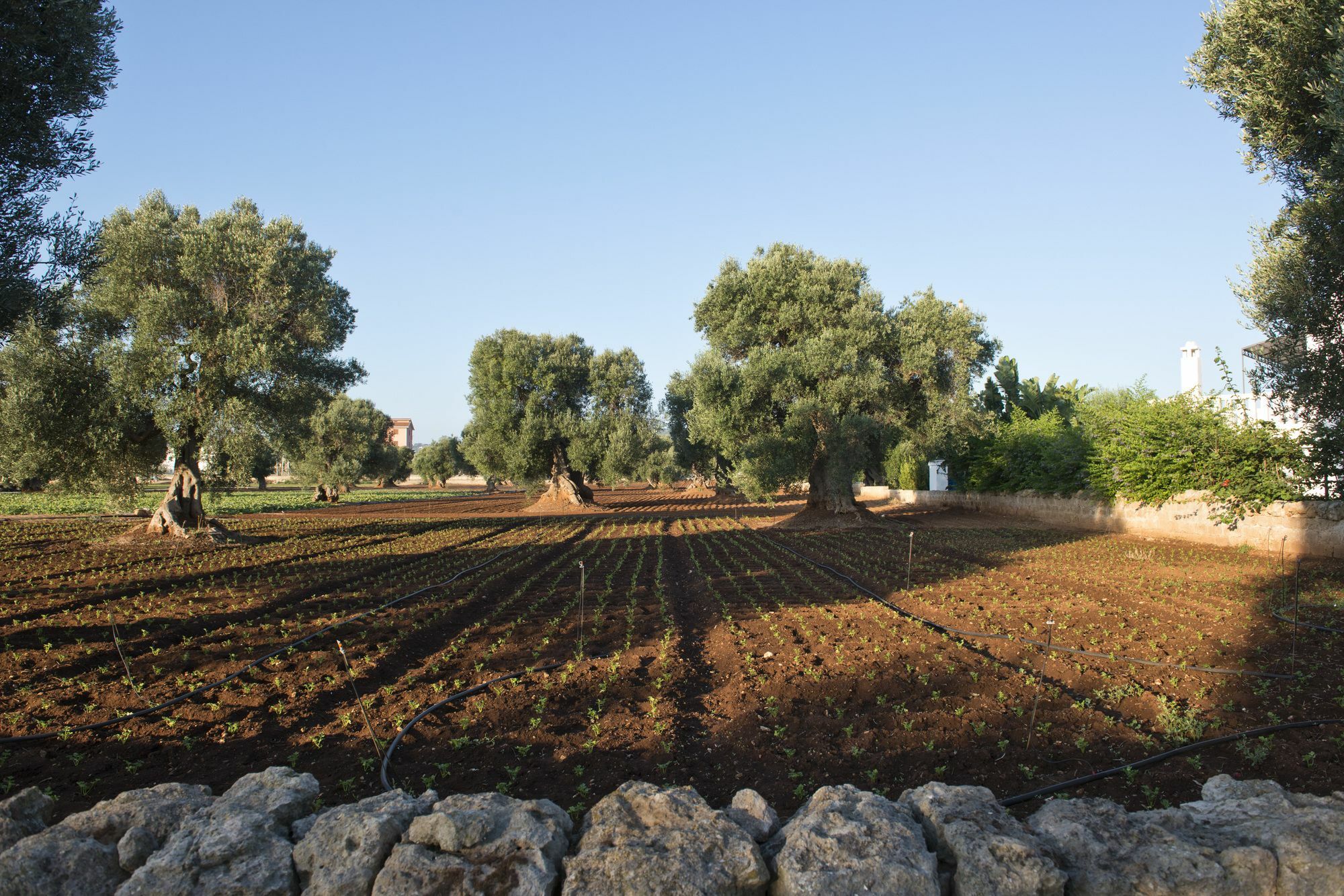 Masseria Don Luigi-Luxury Farmhouse Savelletri ภายนอก รูปภาพ